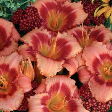Hemerocallis 'Strawberry Candy' (25) BR Plants