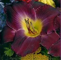 Hemerocallis STRUTTER'S BALL (25) BR Plants