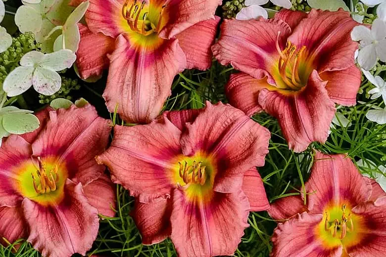 HemerocallisDaylilly"Rosy Returns"
