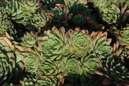 Hens & Chicks - Carmen