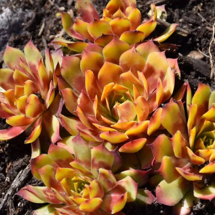 Hens & Chicks - Gold Nugget
