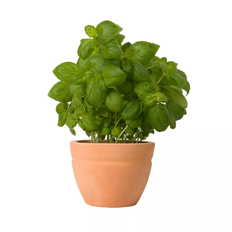 Herb - Basil Genovese
