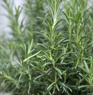Herb - Rosemary