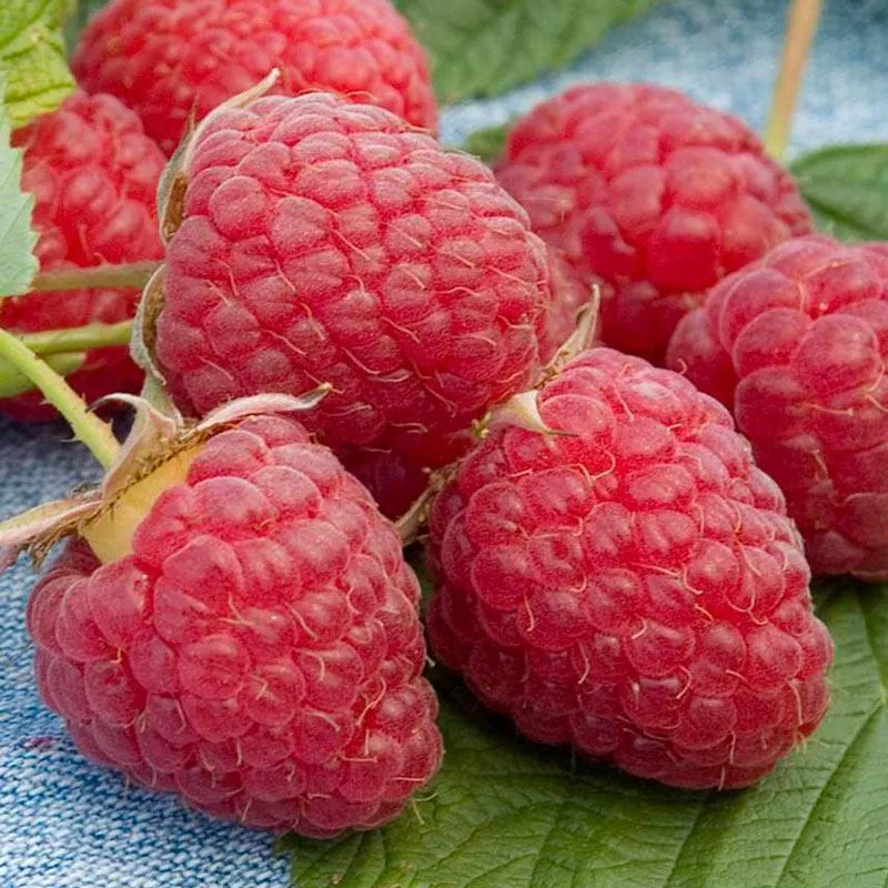 Heritage Raspberry