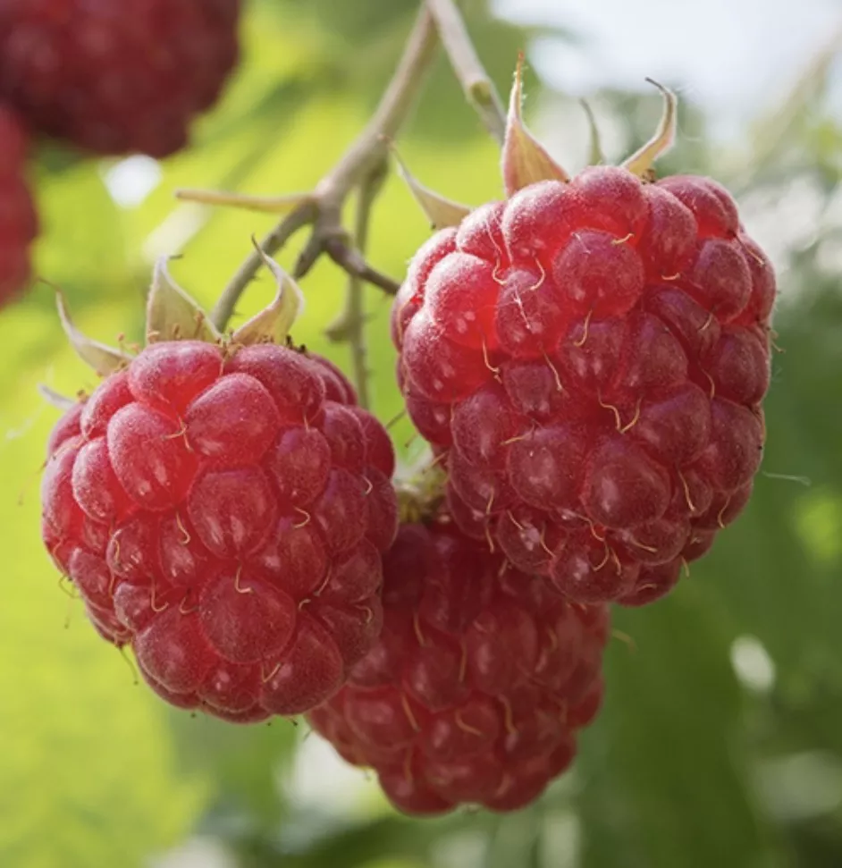 Heritage Red Raspberry (bareroot)