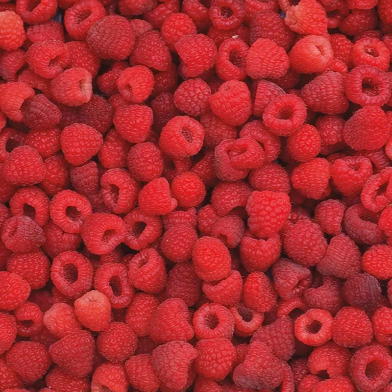 Heritage Red Raspberry Plant