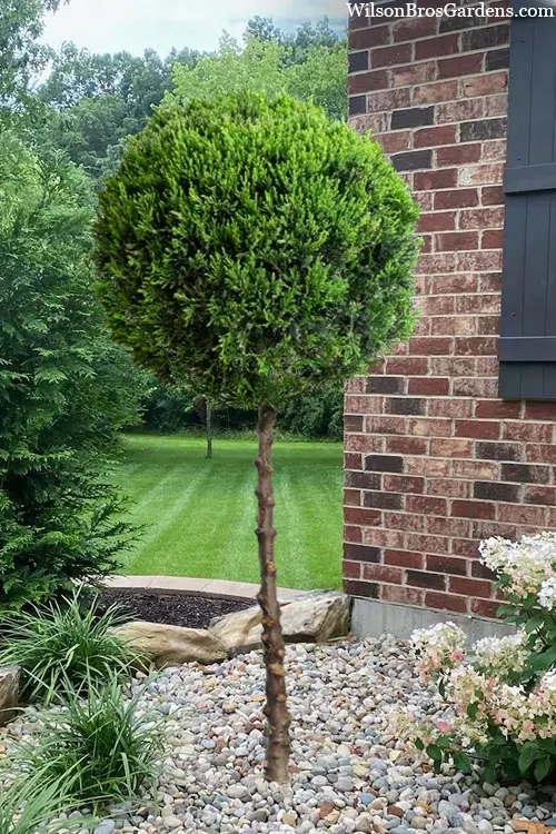 Hetzii Column Juniper Single Ball Topiary Tree - 7 Gallon Pot