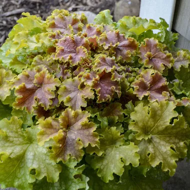 Heuchera 'Apple Twist' PP31221 (20)ct Flat