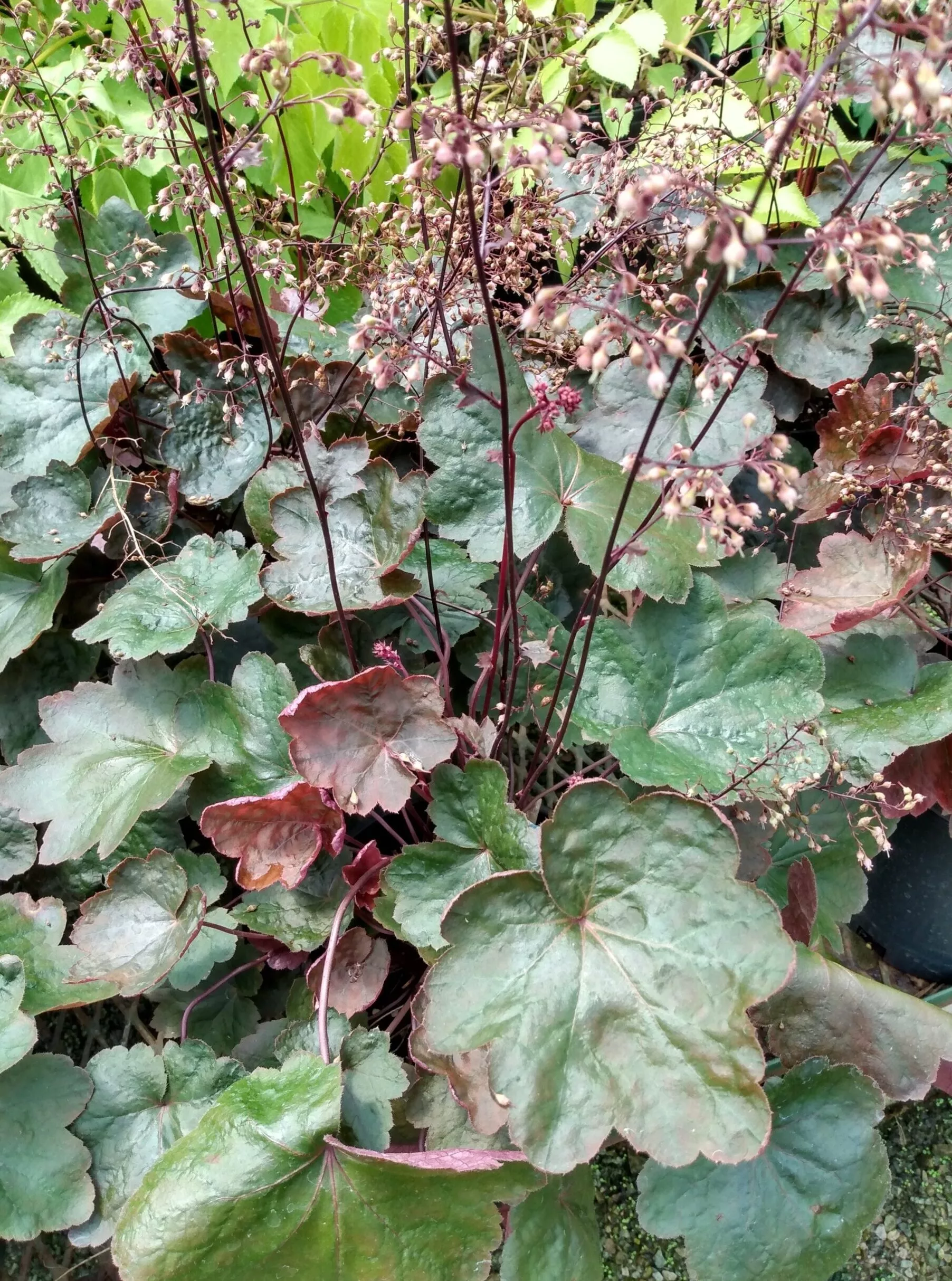 Heuchera Carnival Black Olive