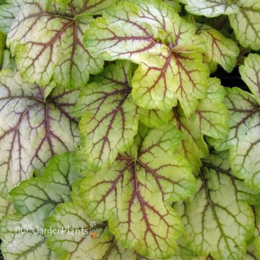 Heuchera 'Circus' Coral Bells - One Quart Pot
