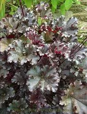 Heuchera 'Dark Secret' PPAF (20)ct Flat