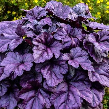 Heuchera Dolce Wildberry