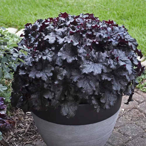 Heuchera Dressed Up™ ‘Evening Gown’