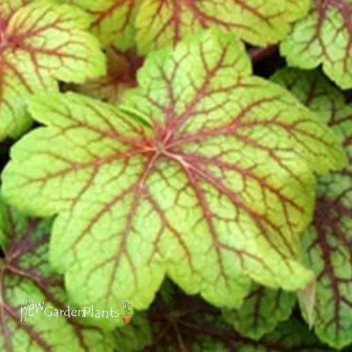Heuchera 'Electra' Coral Bells - One Quart Pot
