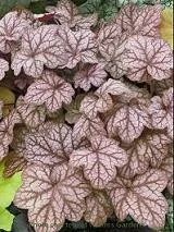 Heuchera 'Encore' PP19578 (20)ct Flat