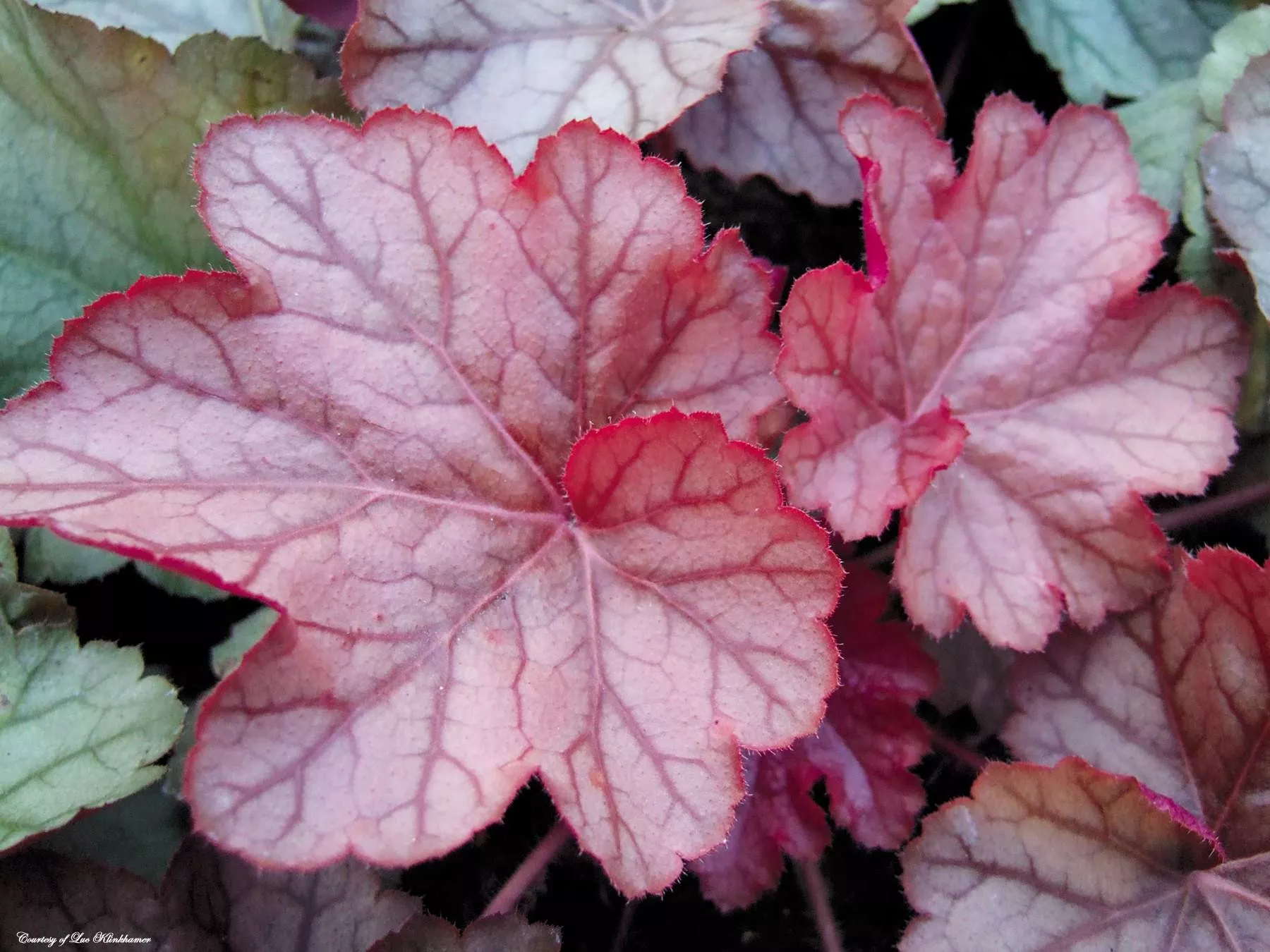 Heuchera ‘Encore’