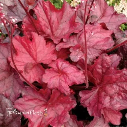 Heuchera 'Fire Chief' Coral Bells - One Quart Pot