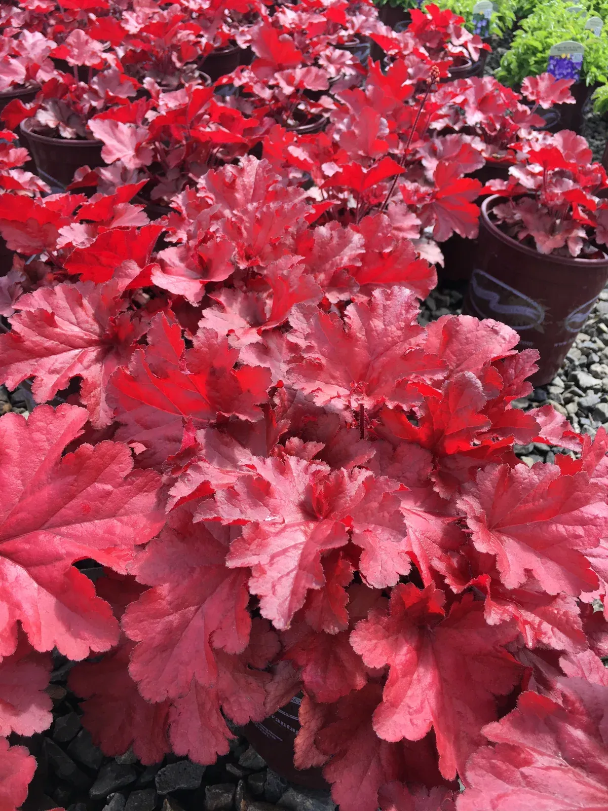 Heuchera Forever Red - Quart
