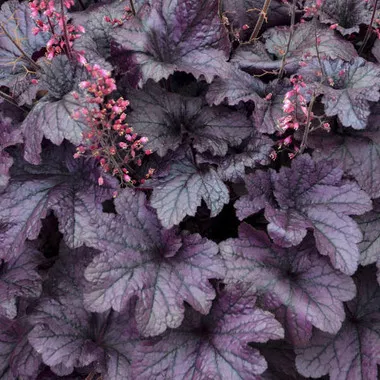 Heuchera 'Grape Timeless' PP31640 (20)ct Flat