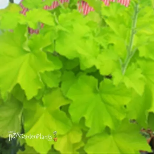 Heuchera Guacamole Coral Bells - One Quart Pot