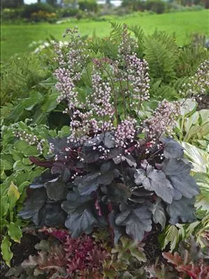 Heuchera ‘Inheubrara’