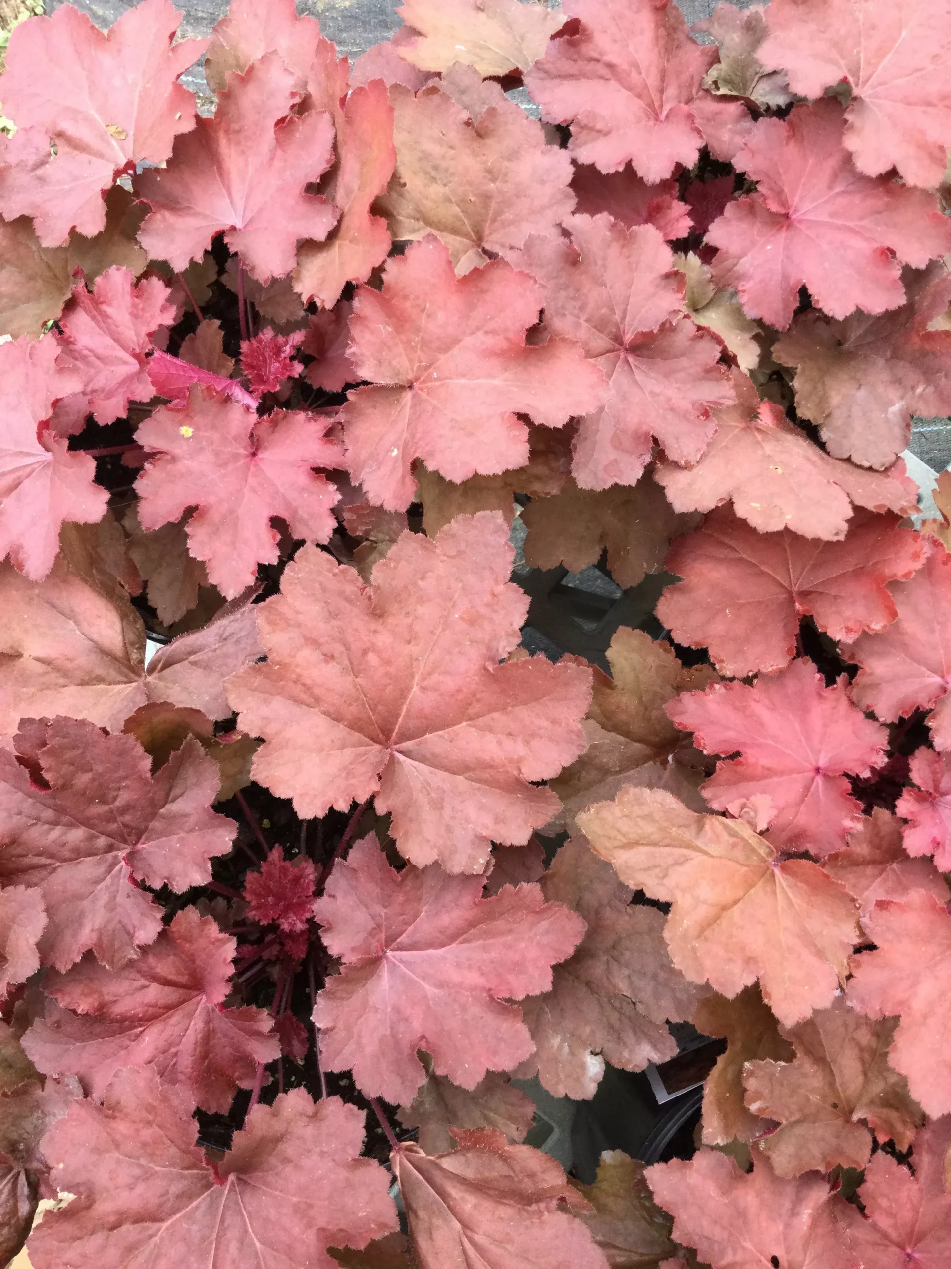 Heuchera Magma 1g
