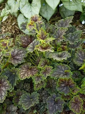 Heuchera a. Marvelous Marble (30)ct Flat