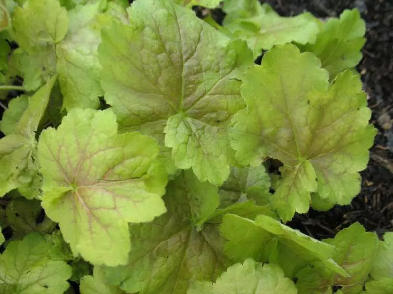 Heuchera ‘Miracle’