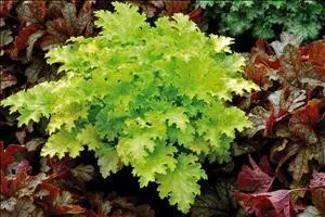 Heuchera 'Pear Crisp' PP23568 (20)ct Flat
