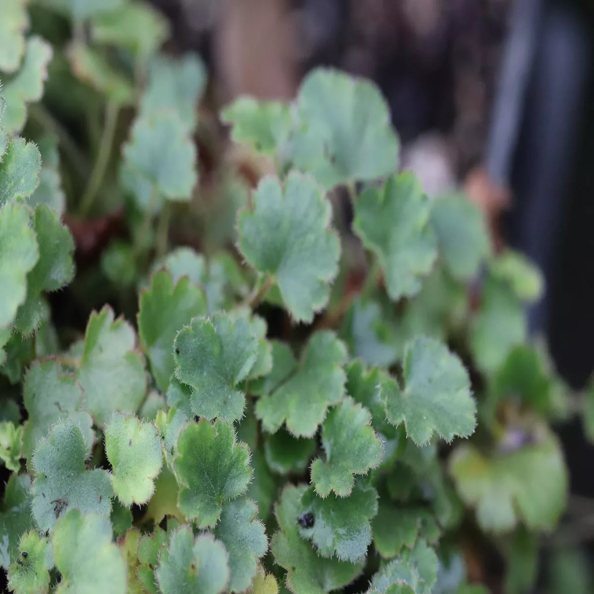 Heuchera’Pink Wave ’
