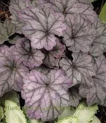Heuchera 'Plum Royale' PP20935 (20)ct Flat