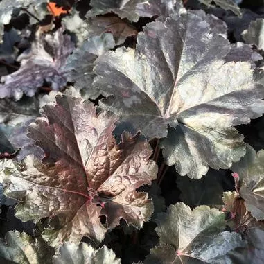 Heuchera Primo Black Pearl