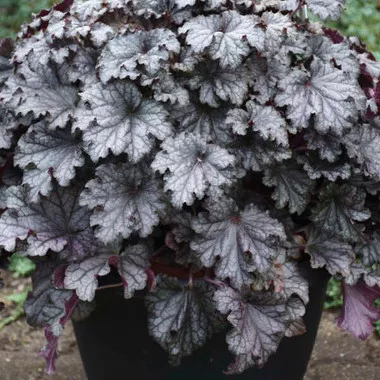 Heuchera 'Prom Dress' (20)ct Flat