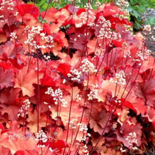 Heuchera 'RIO' Coral Bells - One Quart Pot