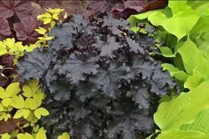 Heuchera 'Ruffles 'n Truffles' PPAF (20)ct Flat