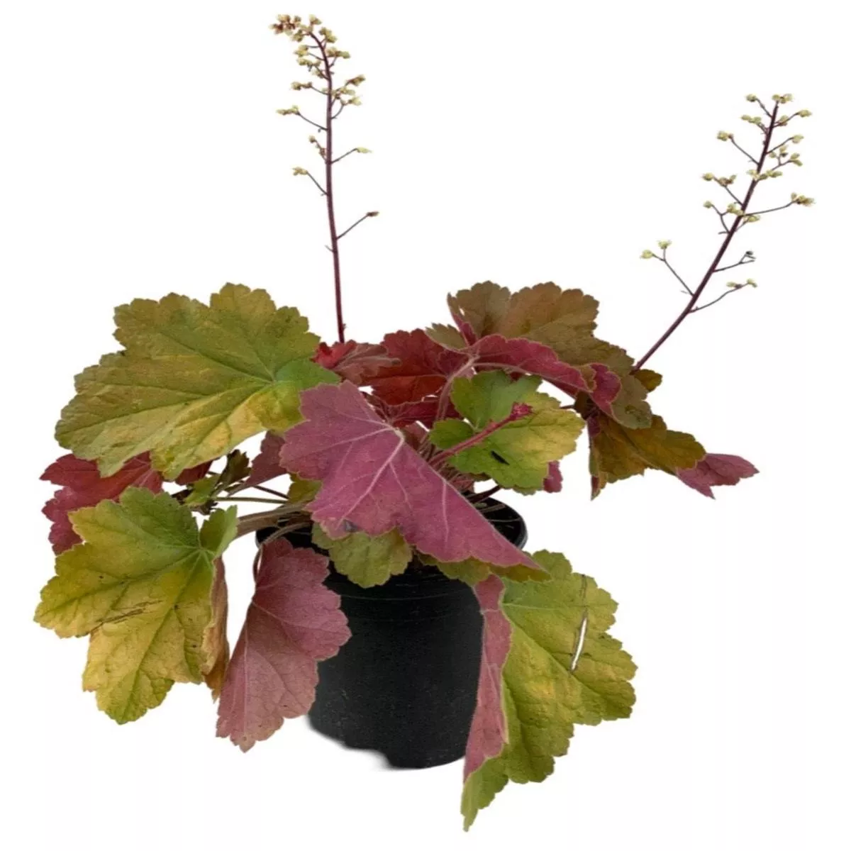 Heuchera‘Southern Comfort’