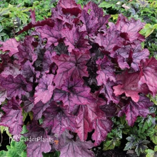 Heuchera 'Spellbound' Coral Bells - One Quart Pot