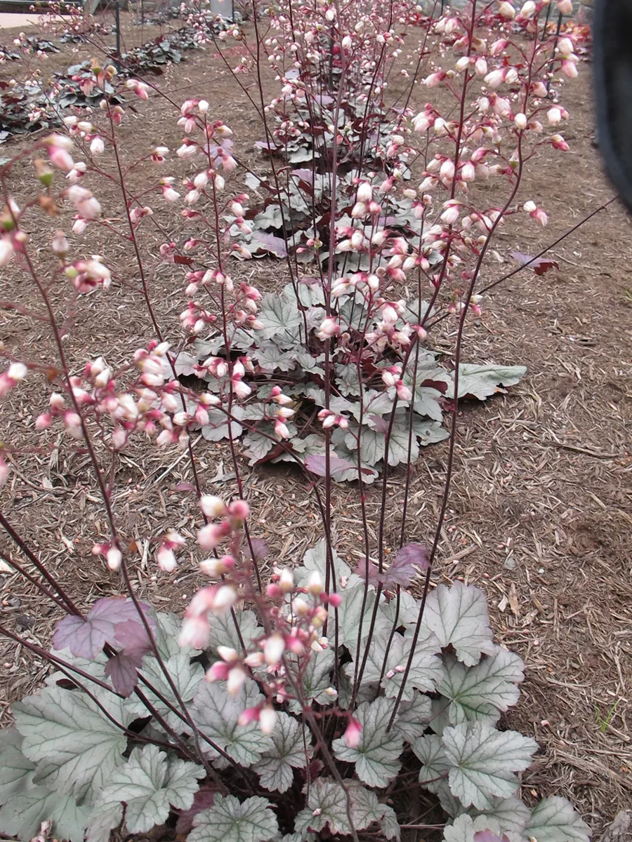 Heuchera ‘Stainless Steel’