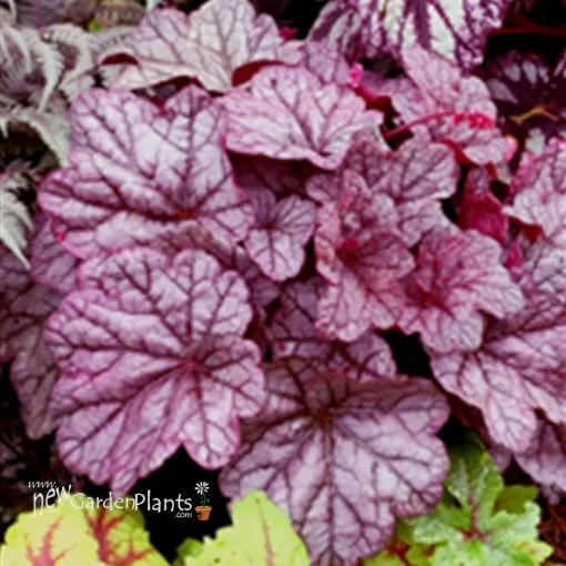 Heuchera 'Sugar Plum' Coral Bells - One Quart Pot