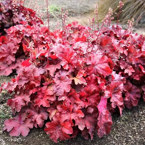 Heuchera ‘Testarossa’!