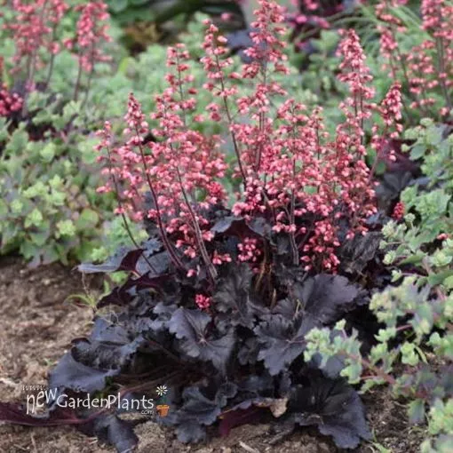 Heuchera 'Timeless Night' PPAF Coral Bells - One Quart Pot