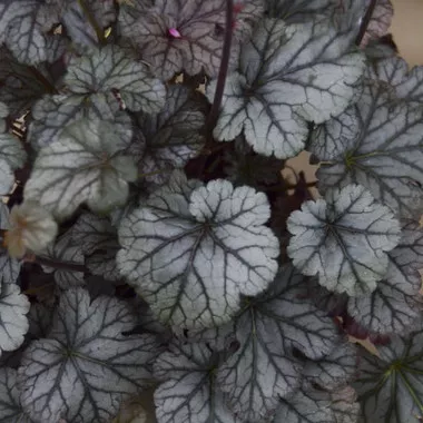 Heuchera 'Timeless Treasure' PP31987 (20)ct Flat