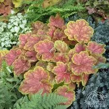 Heuchera ‘Tiramisu’