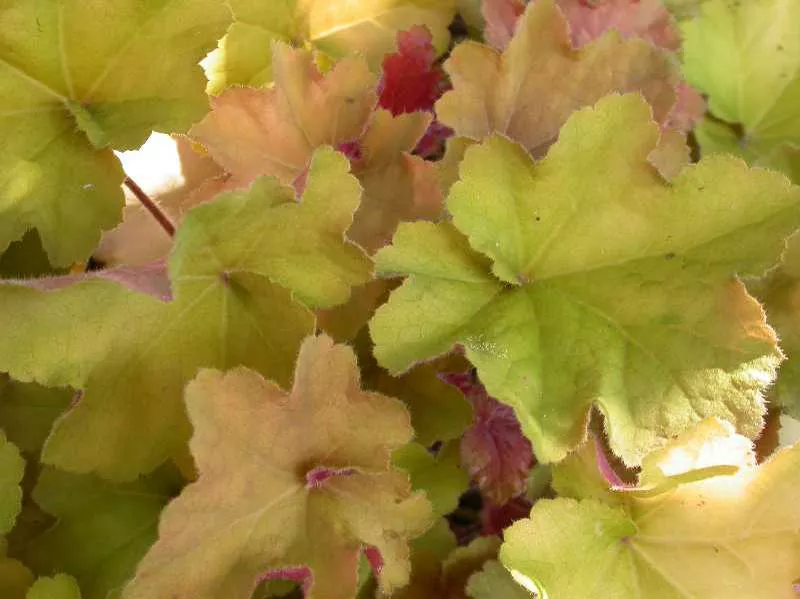Heuchera villosa ‘Caramel’