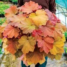 Heuchera villosa ‘Mega Caramel’