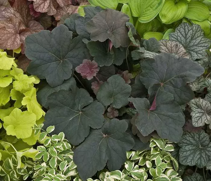 Heuchera villosa ‘Mocha’