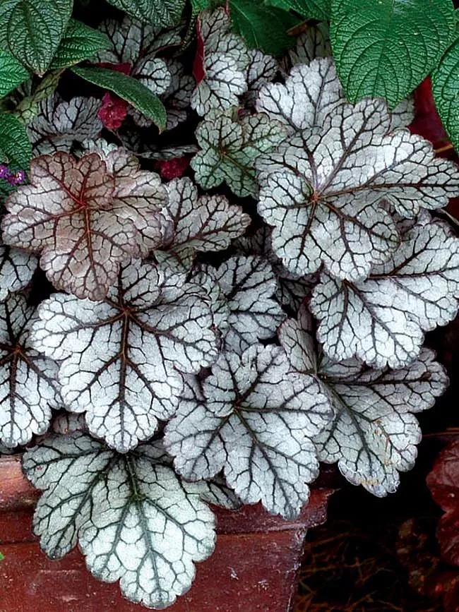 HeucheraCoral Bells"Glitter"