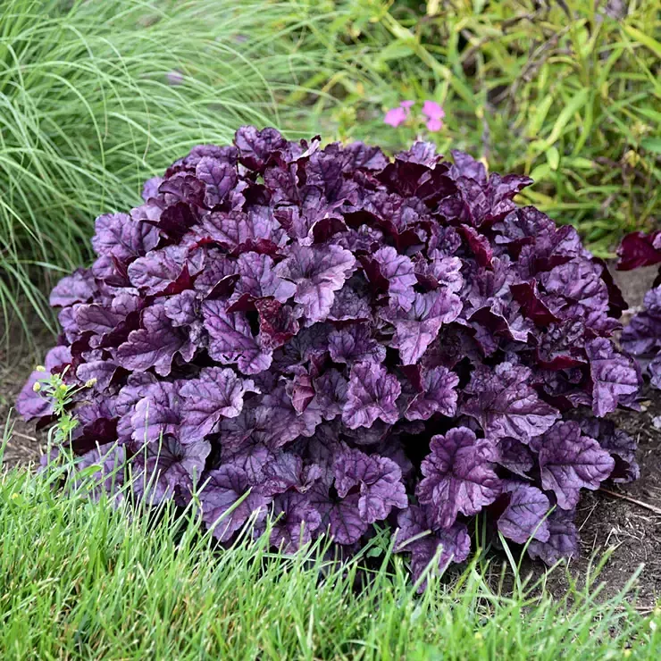 HeucheraCoral BellsDolce"Wildberry"
