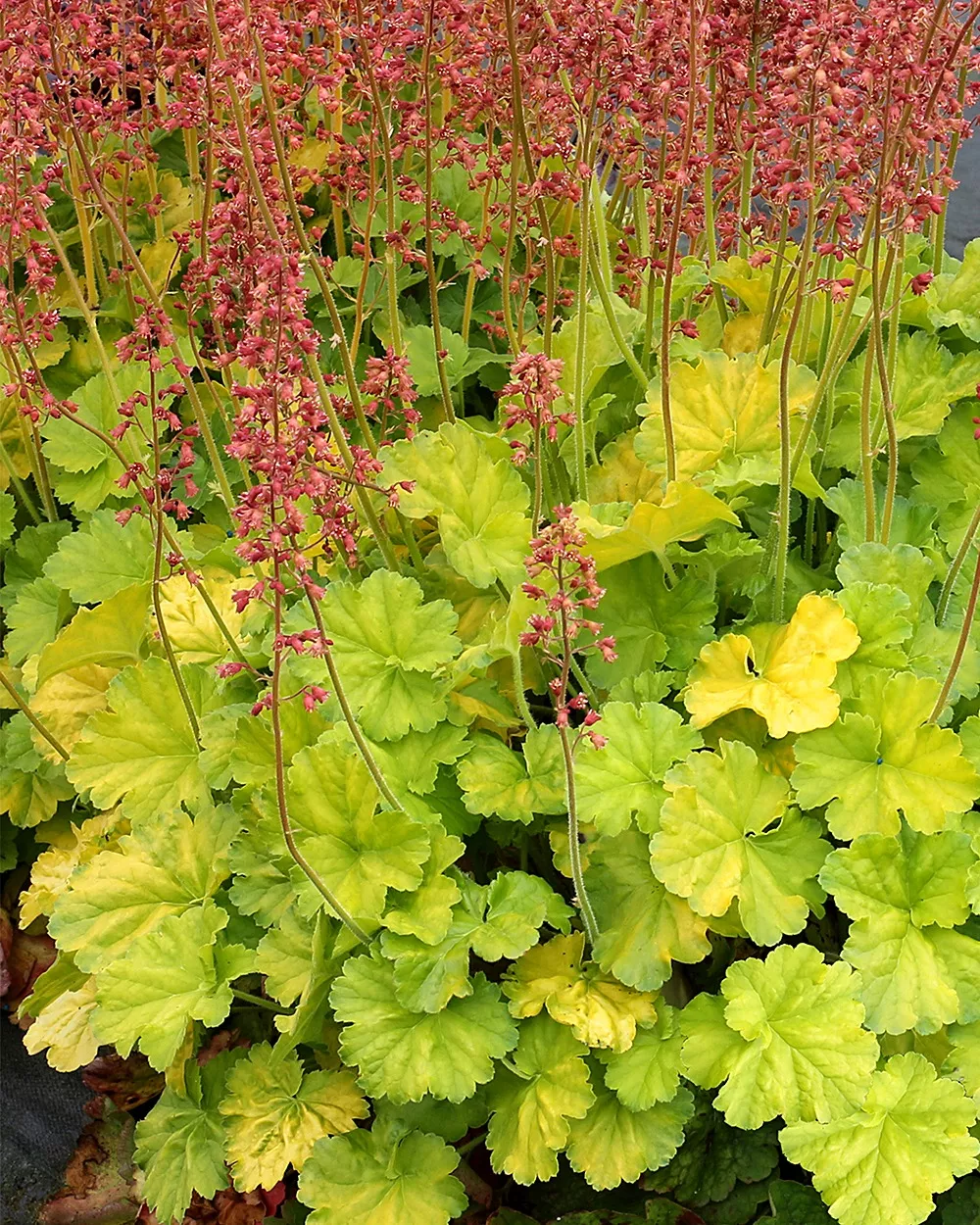 HeucheraCoral BellsNorthern Exposure "Lime"