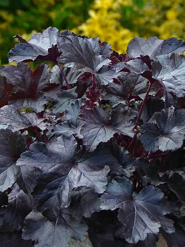 HeucheraCoral BellsPrimo "Black Pearl"
